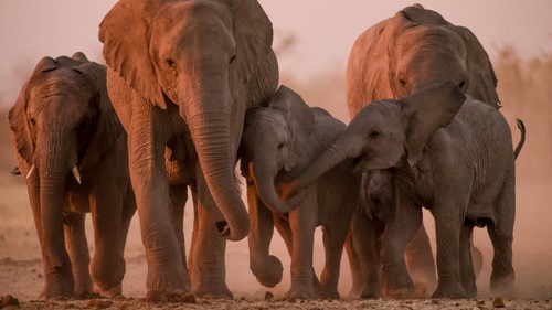 Namibia Etosha NP elephants photo safari